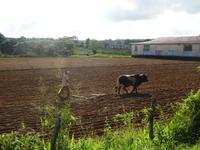 Viñales (20) &ndash; &copy; Francisco Javier Burgos Gutierrez (Eberhardt TRAVEL)