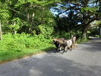 Viñales (23) &ndash; &copy; Francisco Javier Burgos Gutierrez (Eberhardt TRAVEL)