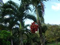 Viñales (24) &ndash; &copy; Francisco Javier Burgos Gutierrez (Eberhardt TRAVEL)