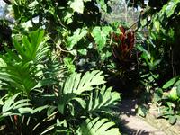 Botanischer Garten Cienfuegos (2) &ndash; &copy; Francisco Javier Burgos Gutierrez (Eberhardt TRAVEL)