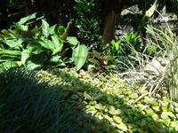 Botanischer Garten Cienfuegos (3) &ndash; &copy; Francisco Javier Burgos Gutierrez (Eberhardt TRAVEL)