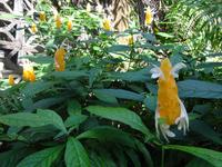 Botanischer Garten Cienfuegos (6) &ndash; &copy; Francisco Javier Burgos Gutierrez (Eberhardt TRAVEL)