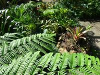 Botanischer Garten Cienfuegos (11) &ndash; &copy; Francisco Javier Burgos Gutierrez (Eberhardt TRAVEL)