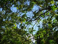 Botanischer Garten Cienfuegos (12) &ndash; &copy; Francisco Javier Burgos Gutierrez (Eberhardt TRAVEL)