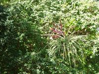 Botanischer Garten Cienfuegos (13) &ndash; &copy; Francisco Javier Burgos Gutierrez (Eberhardt TRAVEL)