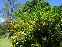 Botanischer Garten Cienfuegos (15) &ndash; &copy; Francisco Javier Burgos Gutierrez (Eberhardt TRAVEL)