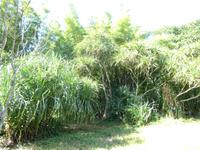 Botanischer Garten Cienfuegos (18) &ndash; &copy; Francisco Javier Burgos Gutierrez (Eberhardt TRAVEL)