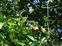 Botanischer Garten Cienfuegos (20) &ndash; &copy; Francisco Javier Burgos Gutierrez (Eberhardt TRAVEL)