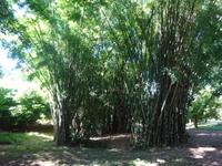 Botanischer Garten Cienfuegos (21) &ndash; &copy; Francisco Javier Burgos Gutierrez (Eberhardt TRAVEL)