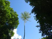 Botanischer Garten Cienfuegos (25) &ndash; &copy; Francisco Javier Burgos Gutierrez (Eberhardt TRAVEL)
