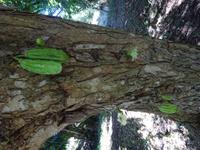 Botanischer Garten Cienfuegos (26) &ndash; &copy; Francisco Javier Burgos Gutierrez (Eberhardt TRAVEL)
