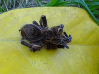 Botanischer Garten Cienfuegos (27) &ndash; &copy; Francisco Javier Burgos Gutierrez (Eberhardt TRAVEL)