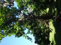 Botanischer Garten Cienfuegos (28) &ndash; &copy; Francisco Javier Burgos Gutierrez (Eberhardt TRAVEL)