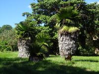 Botanischer Garten Cienfuegos (29) &ndash; &copy; Francisco Javier Burgos Gutierrez (Eberhardt TRAVEL)