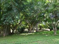 Botanischer Garten Cienfuegos (31) &ndash; &copy; Francisco Javier Burgos Gutierrez (Eberhardt TRAVEL)