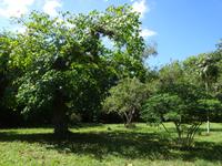 Botanischer Garten Cienfuegos (32) &ndash; &copy; Francisco Javier Burgos Gutierrez (Eberhardt TRAVEL)
