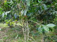 Kaffee-Plantage (2) &ndash; &copy; Francisco Javier Burgos Gutierrez (Eberhardt TRAVEL)