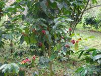 Kaffee-Plantage (6) &ndash; &copy; Francisco Javier Burgos Gutierrez (Eberhardt TRAVEL)