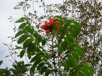 Kaffee-Plantage (7) &ndash; &copy; Francisco Javier Burgos Gutierrez (Eberhardt TRAVEL)