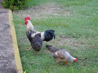 Ma Dolores (Trinidad) (6) &ndash; &copy; Francisco Javier Burgos Gutierrez (Eberhardt TRAVEL)