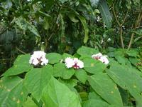 Sierra del Escambray (9) &ndash; &copy; Francisco Javier Burgos Gutierrez (Eberhardt TRAVEL)