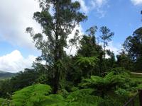 Sierra del Escambray (15) &ndash; &copy; Francisco Javier Burgos Gutierrez (Eberhardt TRAVEL)