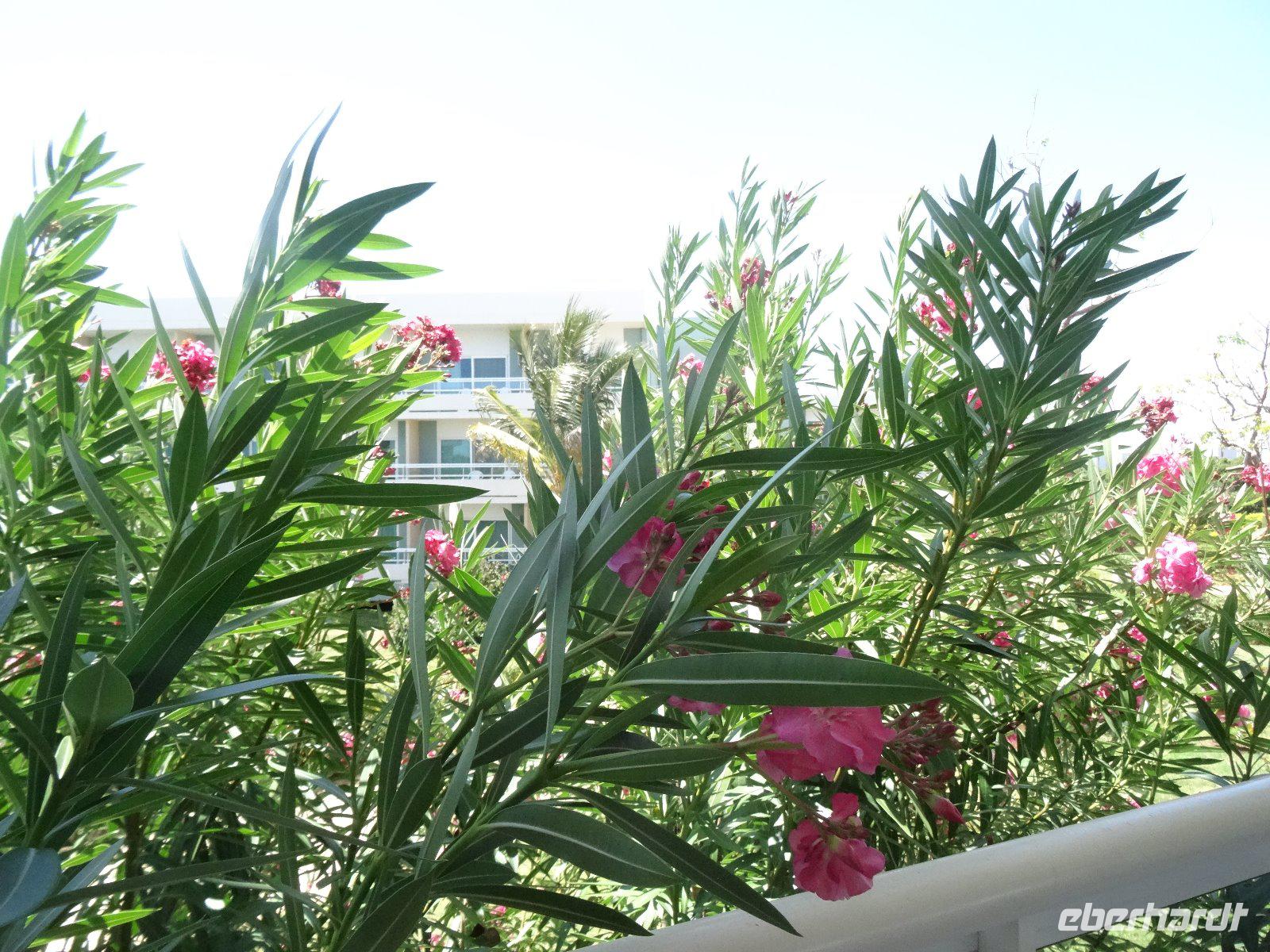 Hotel Dhawa auf Cayo Santa Maria &ndash; &copy; Elke Knappe (Eberhardt TRAVEL)