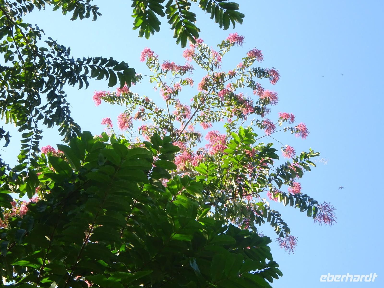 Botanischer Garten Cienfuegos (10) &ndash; &copy; Francisco Javier Burgos Gutierrez (Eberhardt TRAVEL)