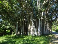 Botanischer Garten Cienfuegos (1) &ndash; &copy; Francisco Javier Burgos Gutierrez (Eberhardt TRAVEL)