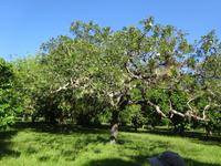 Botanischer Garten Cienfuegos (3) &ndash; &copy; Francisco Javier Burgos Gutierrez (Eberhardt TRAVEL)