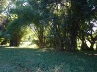 Botanischer Garten Cienfuegos (6) &ndash; &copy; Francisco Javier Burgos Gutierrez (Eberhardt TRAVEL)