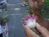 Botanischer Garten Cienfuegos (7) &ndash; &copy; Francisco Javier Burgos Gutierrez (Eberhardt TRAVEL)