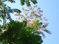 Botanischer Garten Cienfuegos (10) &ndash; &copy; Francisco Javier Burgos Gutierrez (Eberhardt TRAVEL)