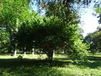 Botanischer Garten Cienfuegos (11) &ndash; &copy; Francisco Javier Burgos Gutierrez (Eberhardt TRAVEL)