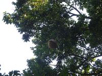Botanischer Garten Cienfuegos (13) &ndash; &copy; Francisco Javier Burgos Gutierrez (Eberhardt TRAVEL)