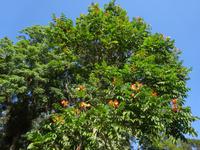 Botanischer Garten Cienfuegos (16) &ndash; &copy; Francisco Javier Burgos Gutierrez (Eberhardt TRAVEL)