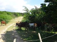 Trinidad (4) &ndash; &copy; Francisco Javier Burgos Gutierrez (Eberhardt TRAVEL)