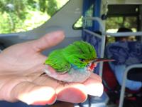Sierra del Escambray (15) &ndash; &copy; Francisco Javier Burgos Gutierrez (Eberhardt TRAVEL)
