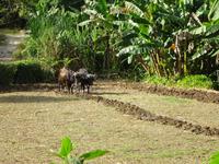 Sierra del Escambray (30) &ndash; &copy; Francisco Javier Burgos Gutierrez (Eberhardt TRAVEL)