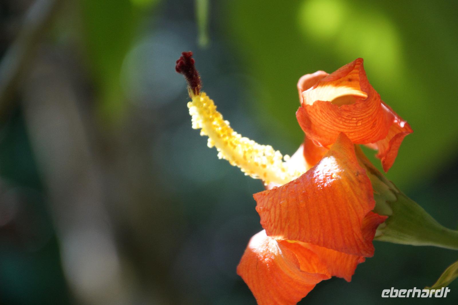 Hibiskusblüte &ndash; &copy; Andreas Böcker (Eberhardt TRAVEL)