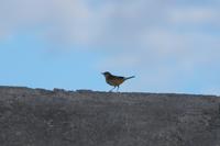 Vogel &ndash; &copy; Andreas Böcker (Eberhardt TRAVEL)