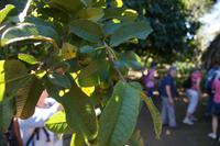 Guayaba (Guave) &ndash; &copy; Andreas Böcker (Eberhardt TRAVEL)