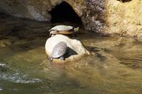 Schildkröten &ndash; &copy; Andreas Böcker (Eberhardt TRAVEL)