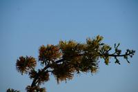 Agave &ndash; &copy; Andreas Böcker (Eberhardt TRAVEL)