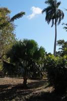 Eine ursprünglich aus Sri Lanka stammende Palme aus der Unterfamilie der Copernica &ndash; &copy; Andreas Böcker (Eberhardt TRAVEL)