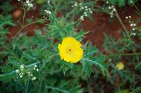 Distel &ndash; &copy; Andreas Böcker (Eberhardt TRAVEL)