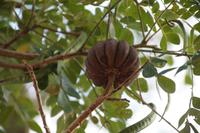 Baumfrucht &ndash; &copy; Andreas Böcker (Eberhardt TRAVEL)