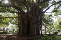 Ficus  &ndash; &copy; Andreas Böcker (Eberhardt TRAVEL)