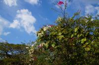 Blüten &ndash; &copy; Andreas Böcker (Eberhardt TRAVEL)