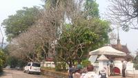 Impressionen Luang Prabang &ndash; &copy; Cornelia Ritter (Eberhardt TRAVEL)